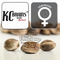 Brains Choice Féminisée