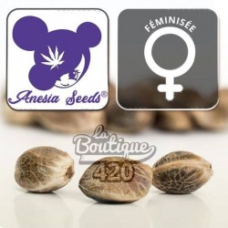 Anesia Scout Cookies Féminisée