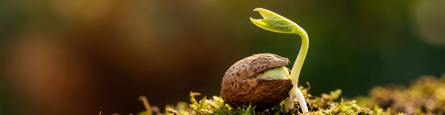 Anatomie d'une plantule : radicule, cotylédons et gemmule visibles lors de la germination