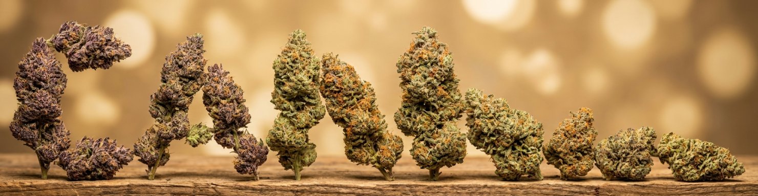 Galerie de phénotypes de cannabis premium illustrant la famille génétique descendant d'Animal Mints