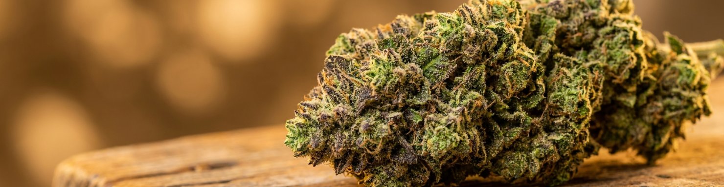 Tête mûre d'Animal Mints aux reflets violet sombre et trichomes brillants, signature génétique Cookies californienne