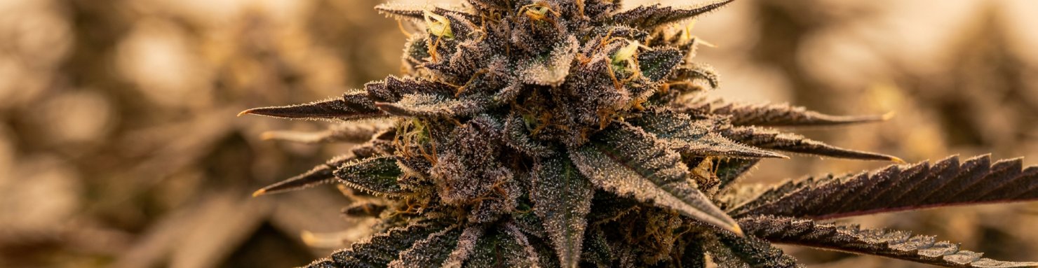 Macro botanique trichomes brillants d'Animal Mints, profil terpène signé Seed Junky Genetics