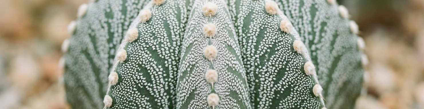 Caractères botaniques signature de l'Astrophytum : mouchetage blanc cotonneux et costae verticales