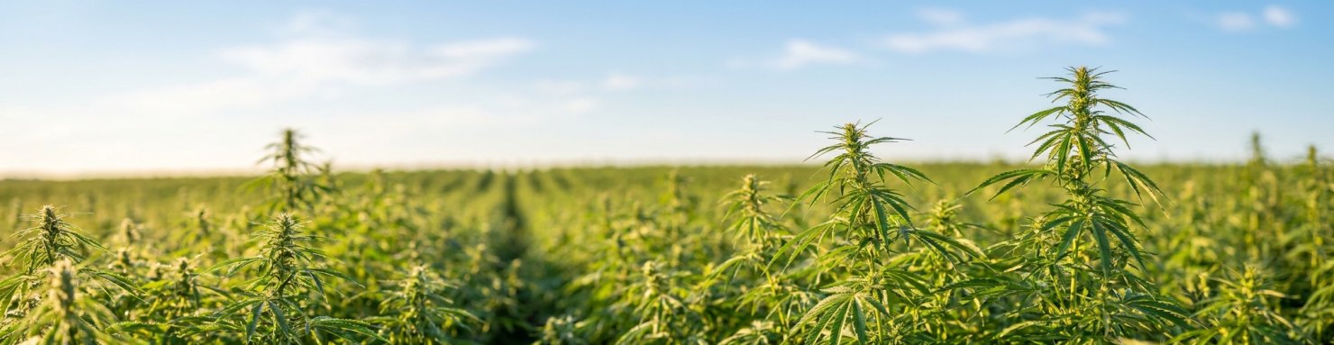 Champ de chanvre Cannabis sativa cultivé légalement