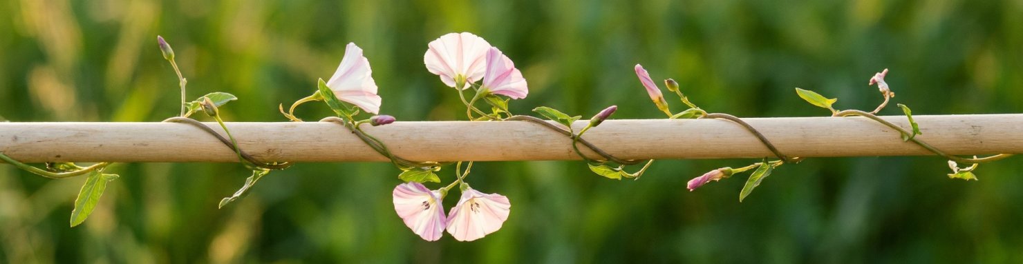 Liseron sauvage Convolvulus arvensis aux fleurs en entonnoir, tige volubile illustrant l'étymologie latine convolvere de la famille Convolvulaceae