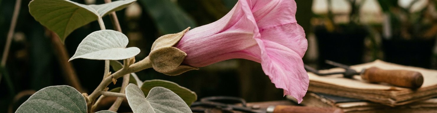 Liane d'Argyreia nervosa Hawaiian Baby Woodrose en serre tropicale, exemple d'espèce de Convolvulaceae associée aux ergolines de type LSA et au champignon endosymbiote Periglandula