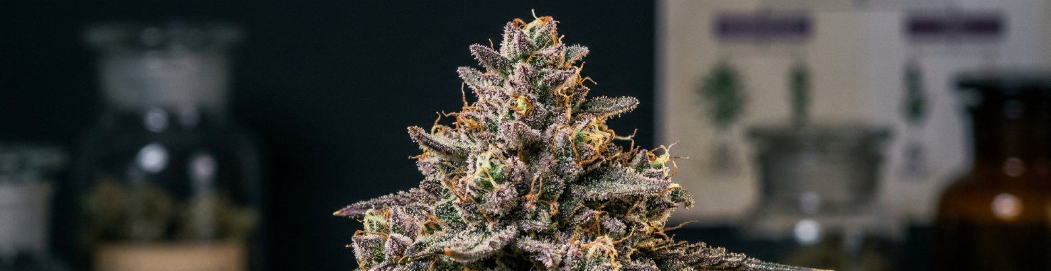 Profil organoleptique terpenes et aromes de la Critical Mass