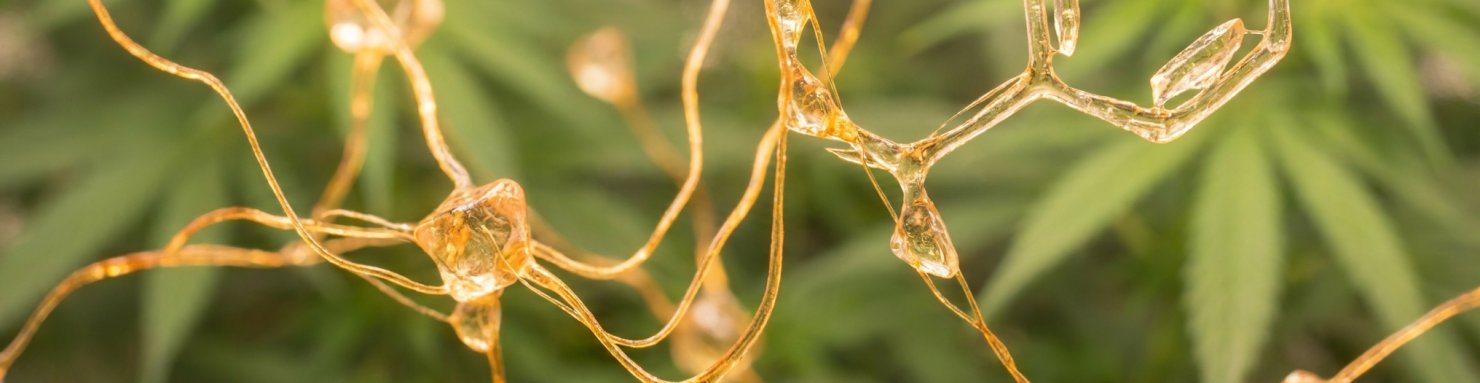 Effet d’entourage et synergie entre cannabinoïdes