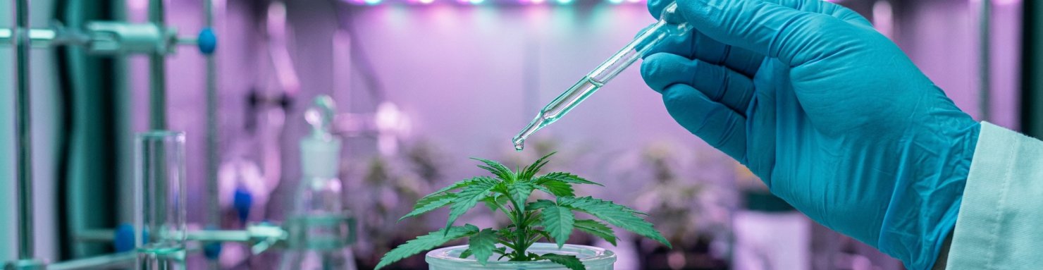 Protocole de féminisation des graines de cannabis en laboratoire de seedbank