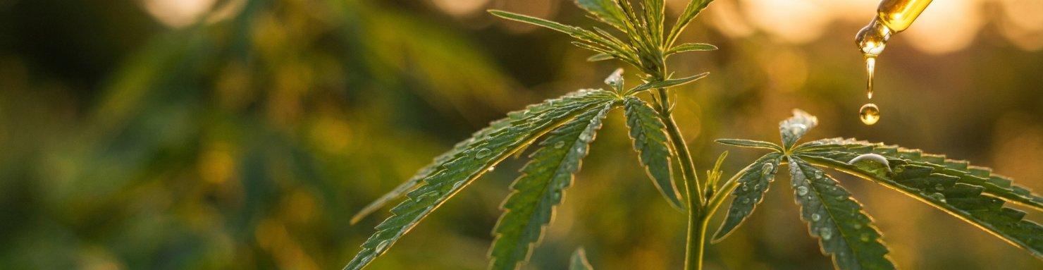 Huile CBD full spectrum ambrée et feuilles de chanvre fraîches illustrant l'effet d'entourage des cannabinoïdes