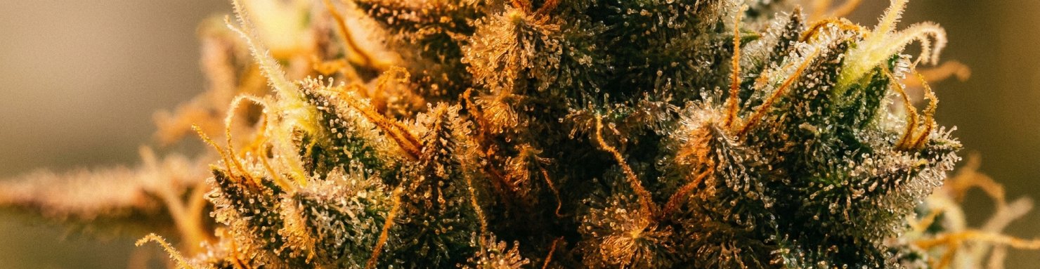 Profil terpénique G13 Haze : trichomes scintillants, myrcène, caryophyllène et limonène