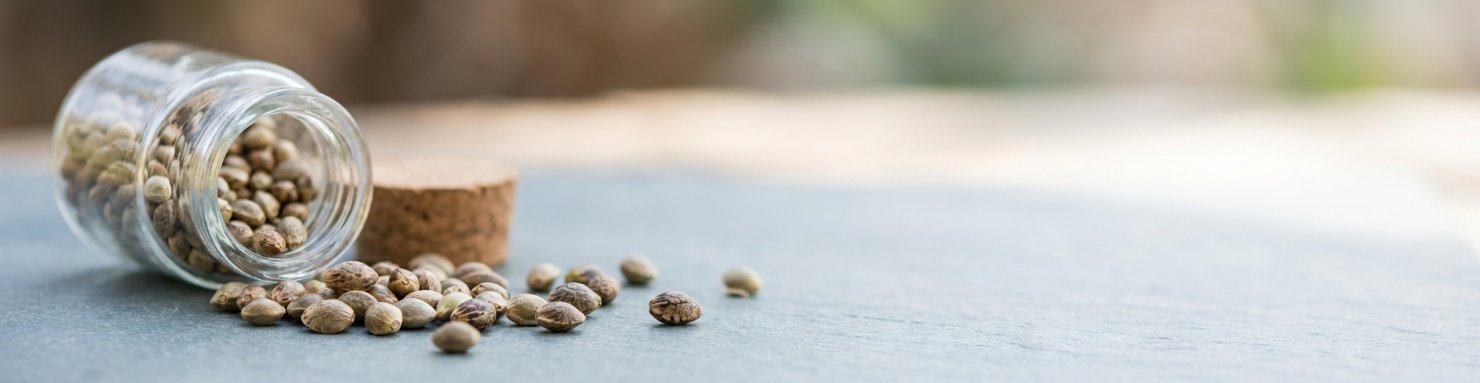 Graines de collection Green House Seeds versées d'un bocal en verre
