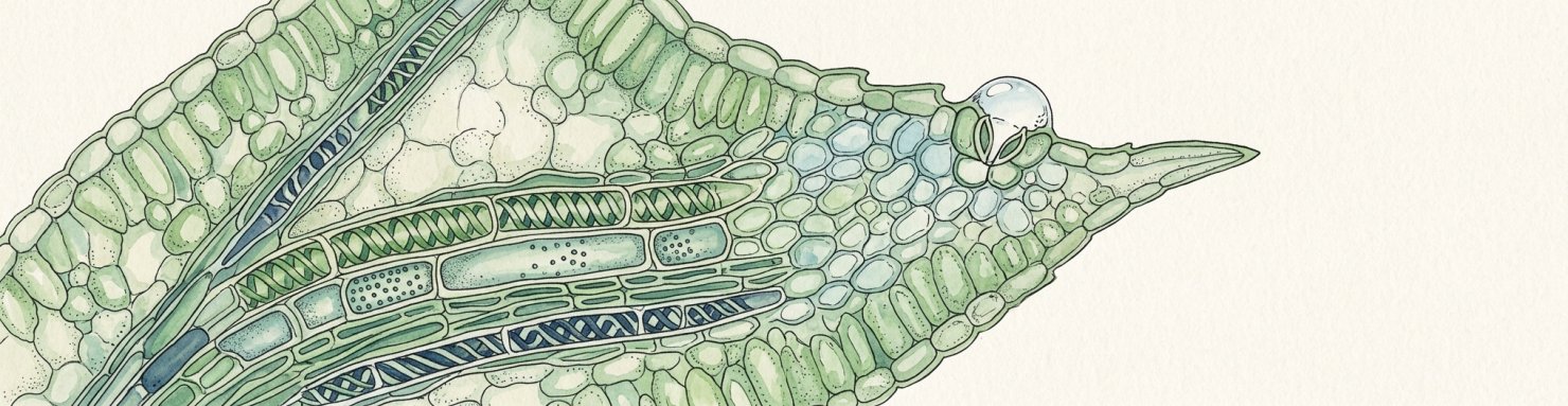 Illustration botanique du xyleme et d un hydathode sur feuille de cannabis
