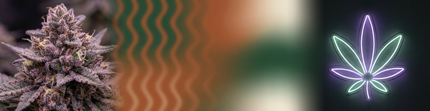 Phénotype Larry Bird Gelato 33 croisement Sunset Sherbet Thin Mint GSC