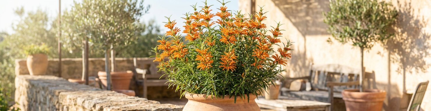 Leonotis leonurus en pot fleuri sur une terrasse ensoleillée