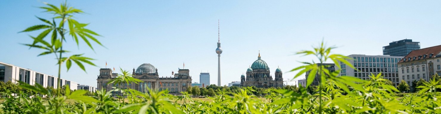 Skyline de Berlin avec plants de chanvre au premier plan, capitale européenne du cannabis