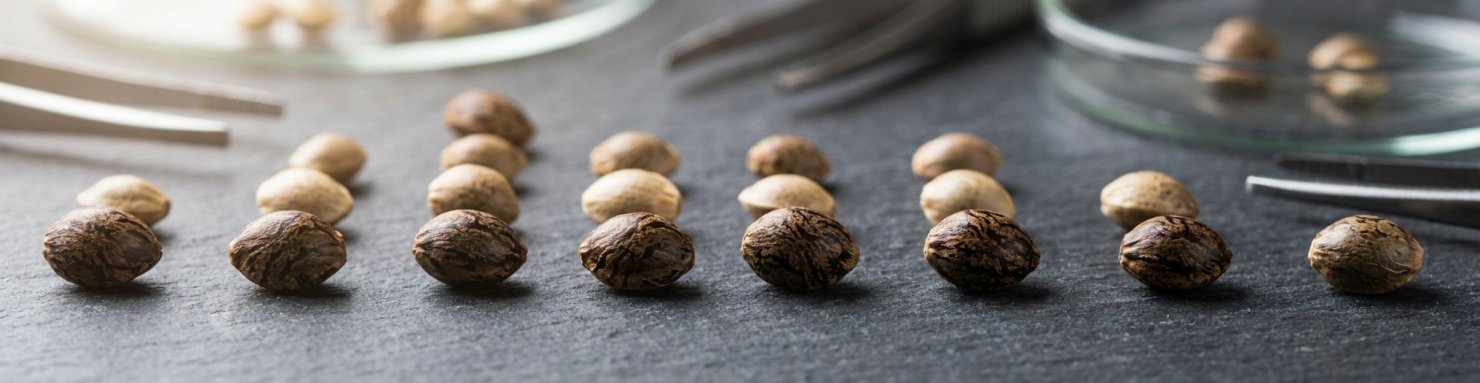 Qualité visuelle d'une collection de graines de cannabis : couleur, motif tigré, taille