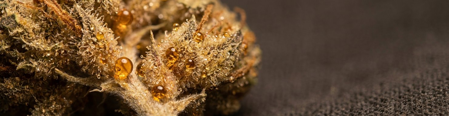 Résine de cannabis et trichomes, cœur de la légende du haschich liée aux Hachichins