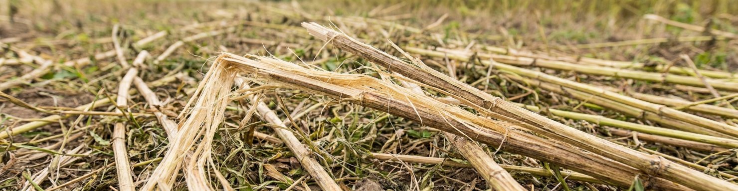 Tiges de chanvre rouies au champ, fibres claires se détachant de la partie ligneuse