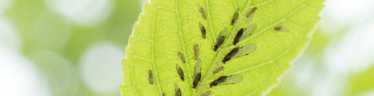 Thrips à différents stades sur le dessous d'une feuille verte