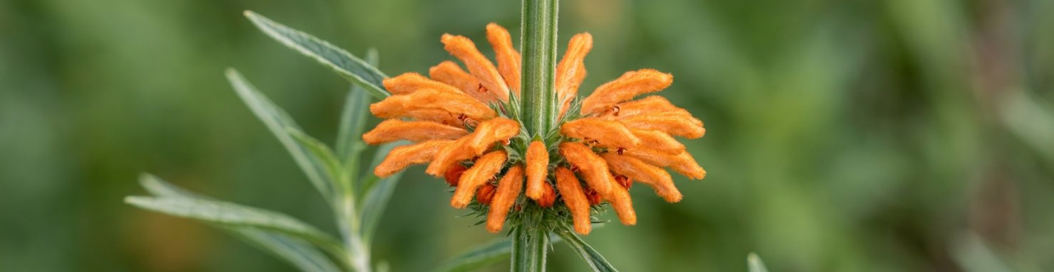 Gros plan sur les fleurs orange en couronne du wild dagga, Leonotis leonurus